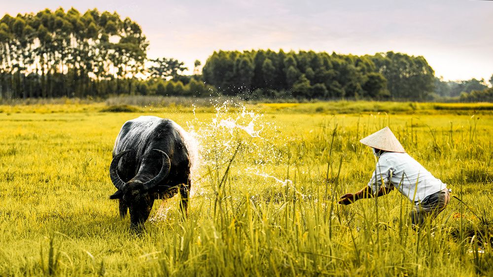 Фотография автора Đào Cảnh