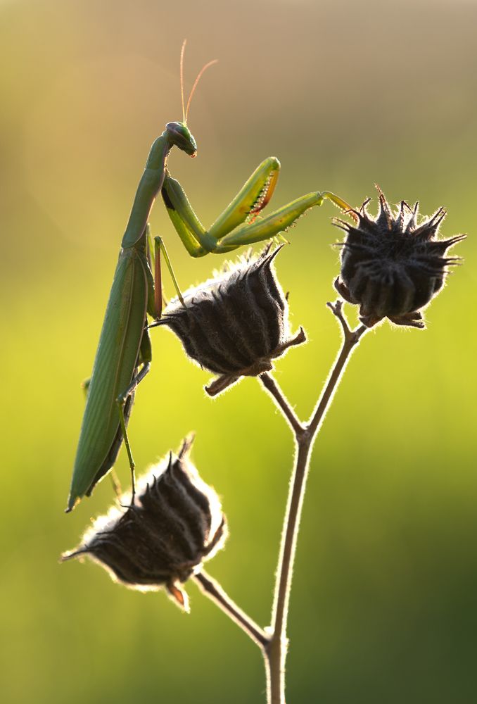 Mantide Religiosa