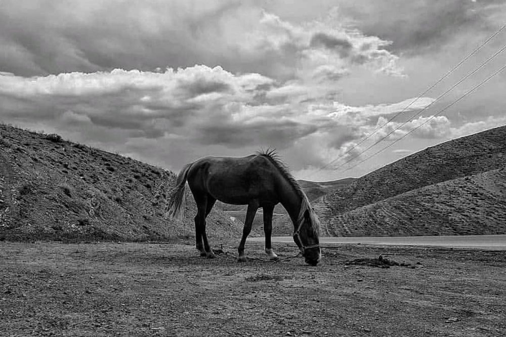 Photograph by Parisa Jafari