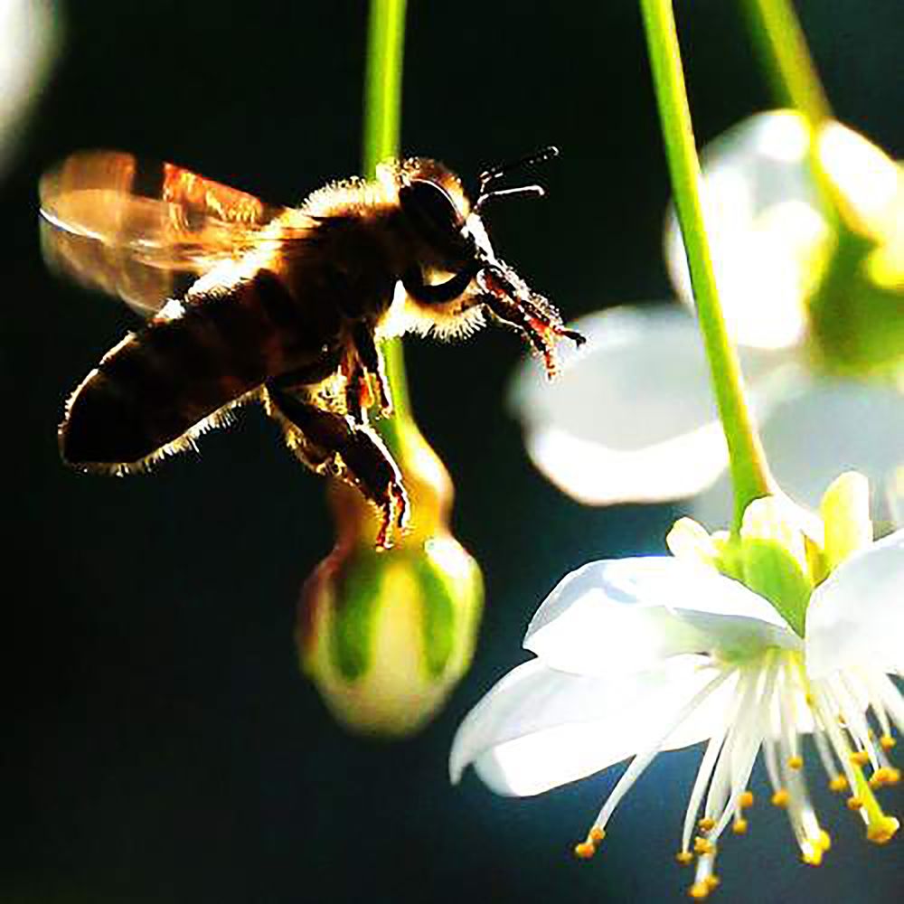 За утренним нектаром