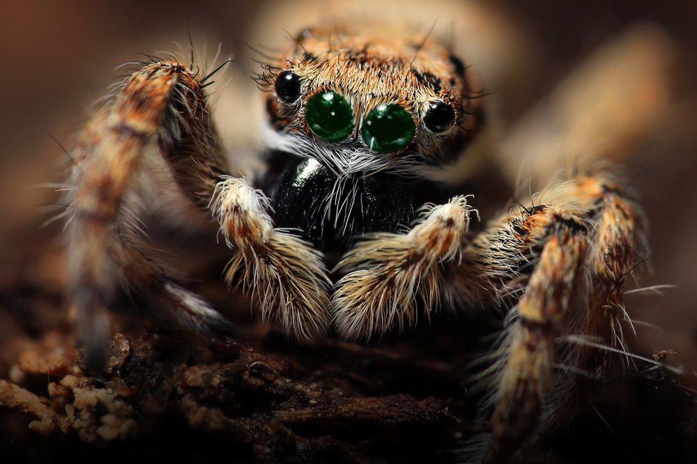 Фотография автора Rehman Ifrahim