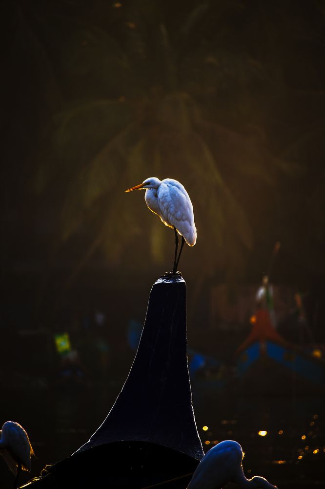 First ray of light heron