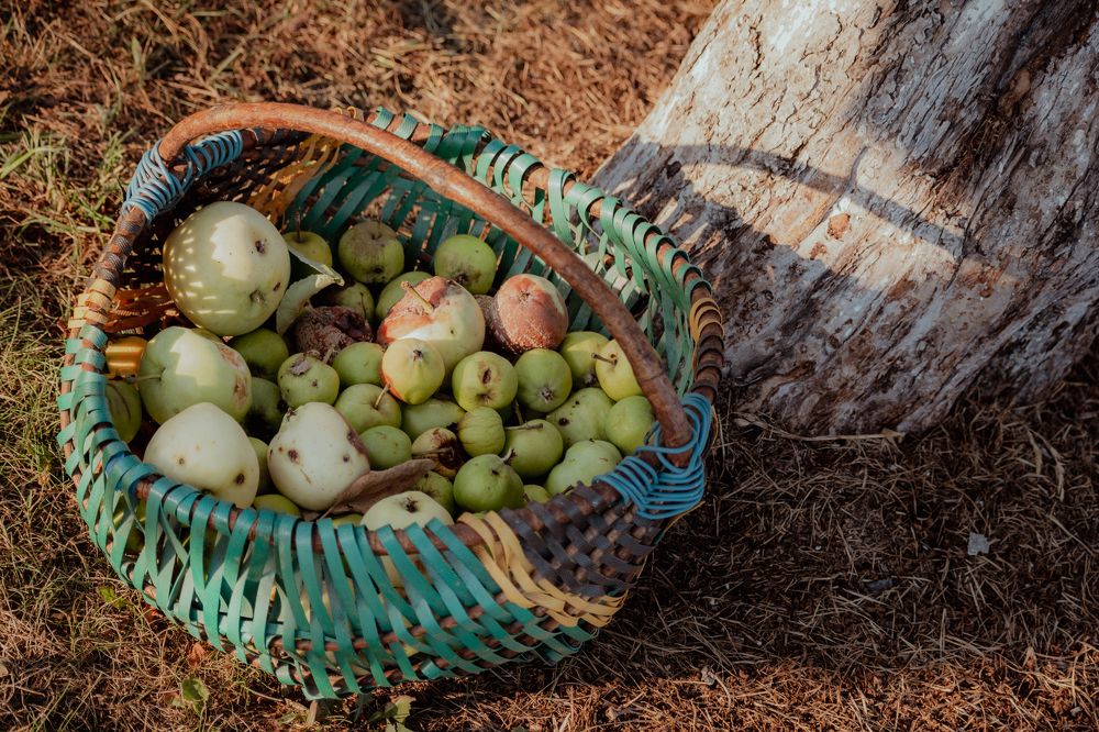 Apples in the basket