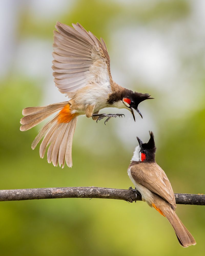 Red-whiskered Bulbuls in action.