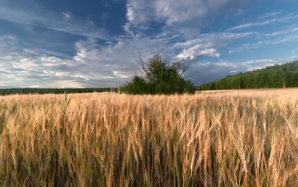 Вечерний  день