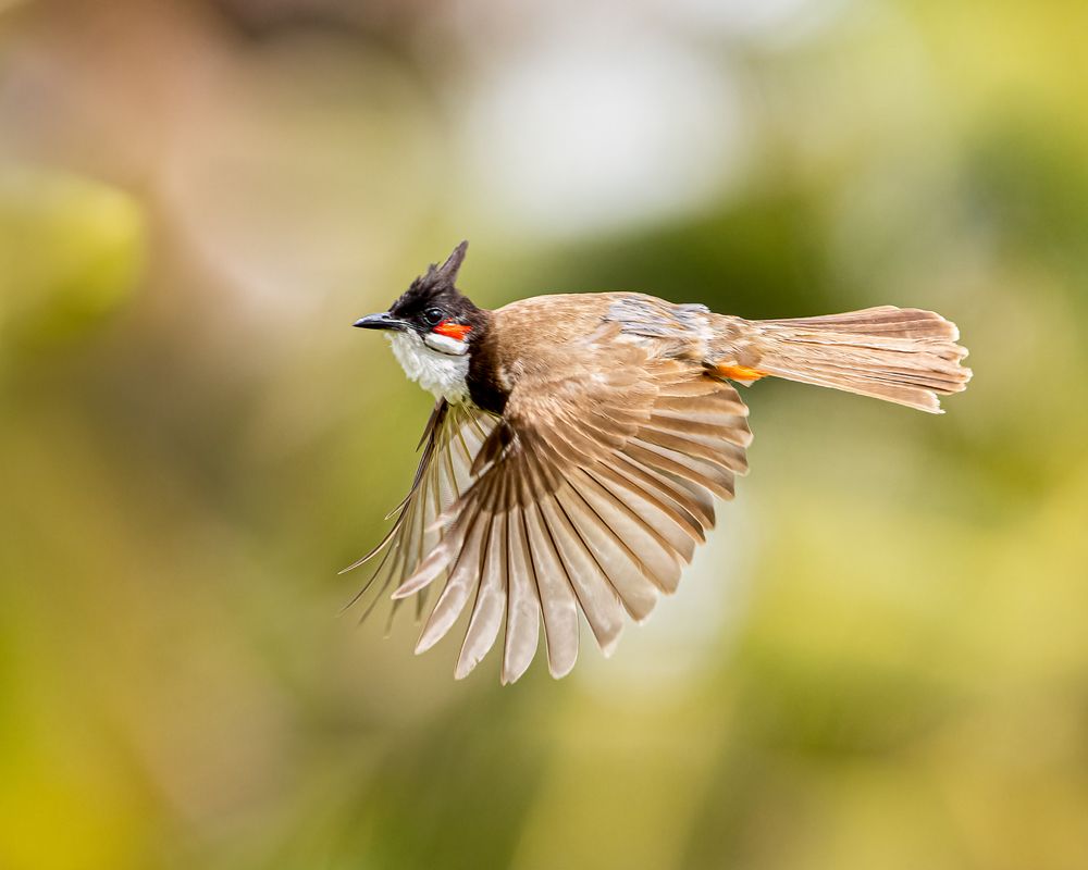 Red-whiskered Bulbul in flight.