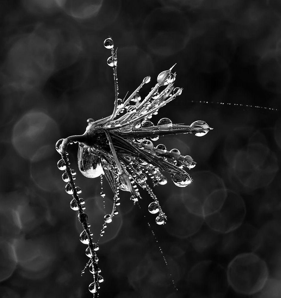 Goutelettes de pluie....