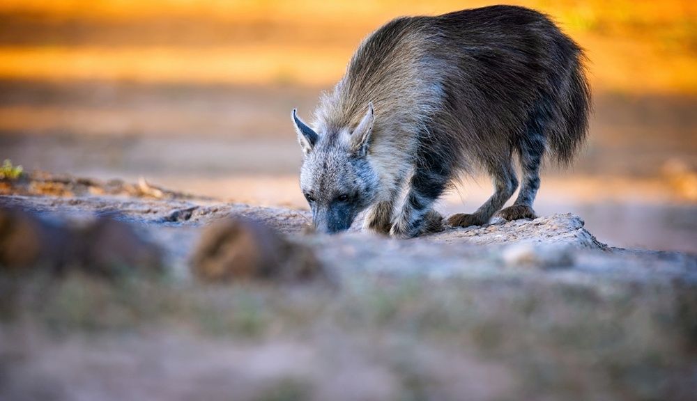 Rare Brown Hyena kneeling to drink at sunset