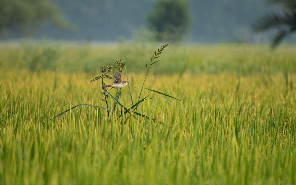 Photograph by Saikat Biswas
