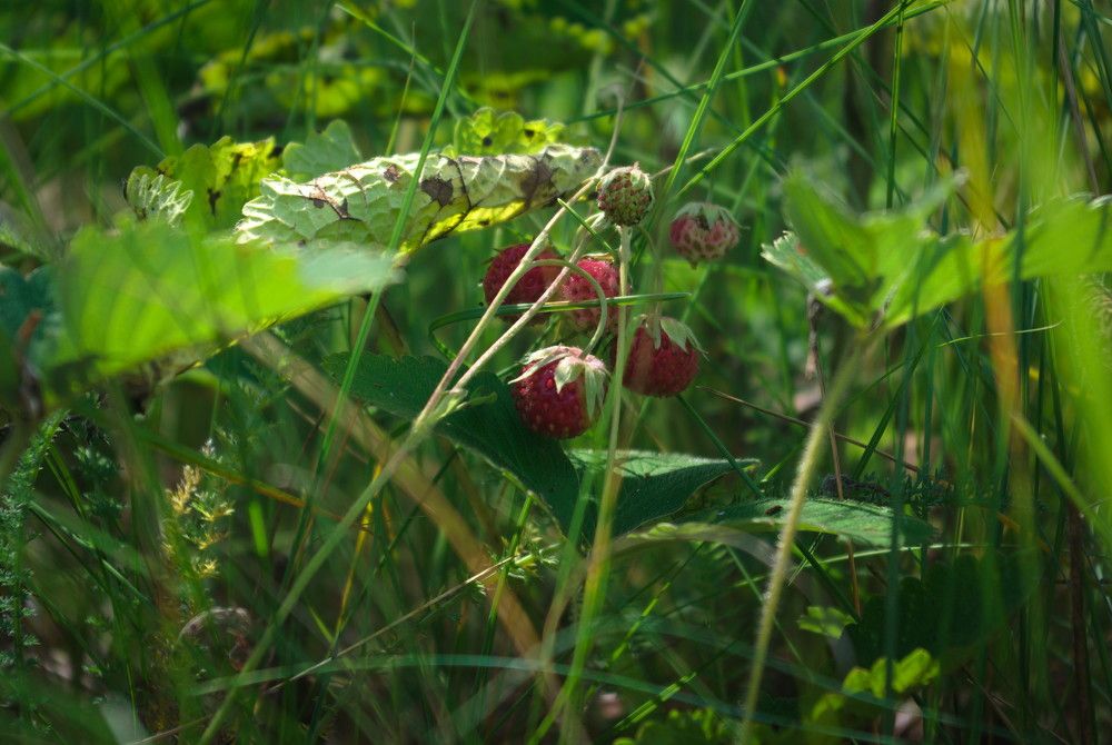 Photograph by Андрей Лебедев