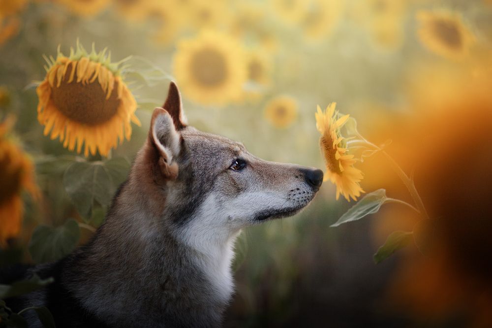 Photograph by Nikol Kopp