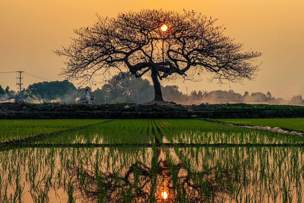 Lonely Terminalia catappa