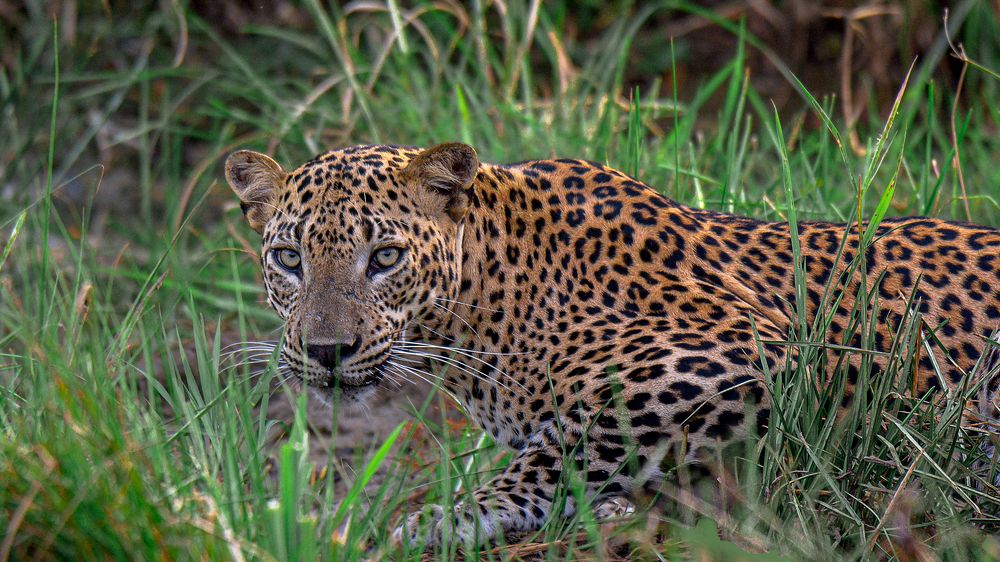 Photograph by Mohamed Raseem