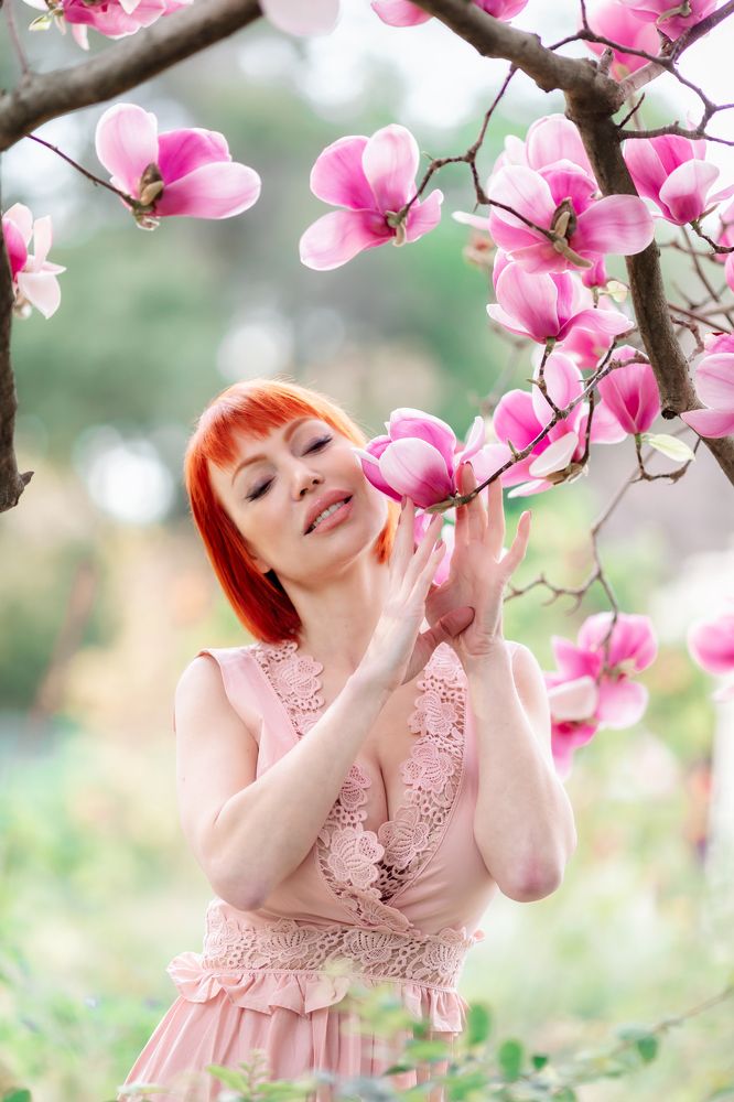 Magnolia blooming in California