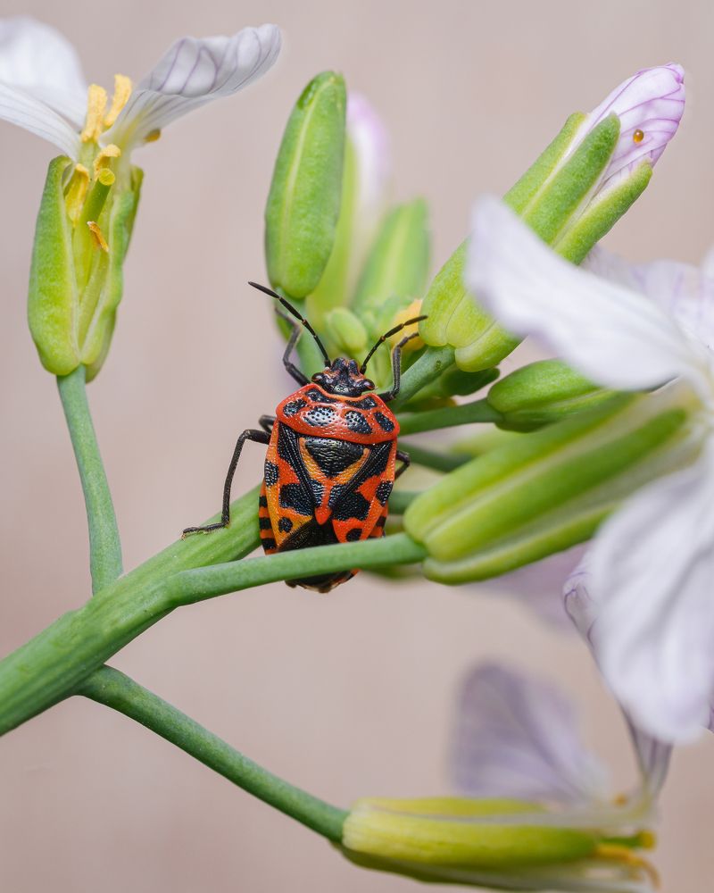 Photograph by Виталий Бодрягин