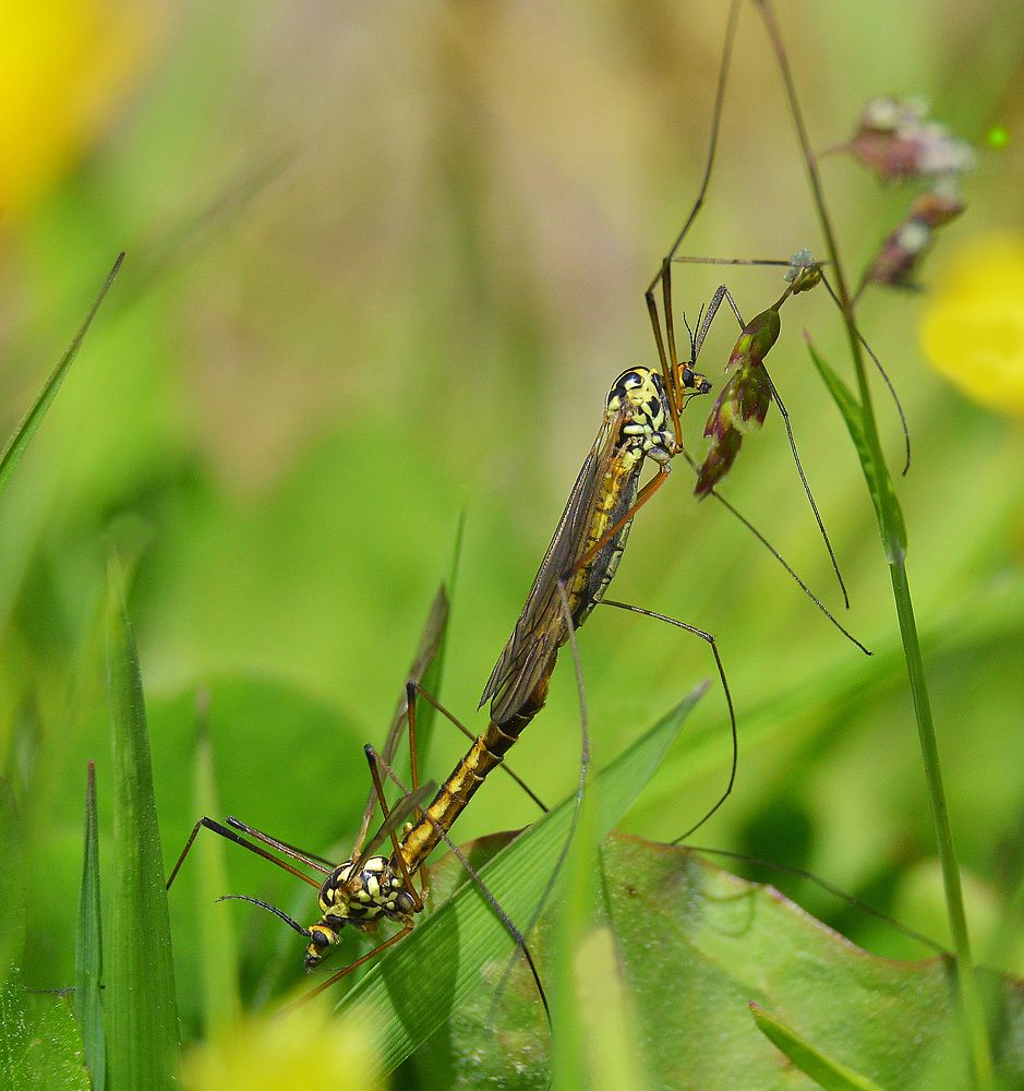 Долгоножка.