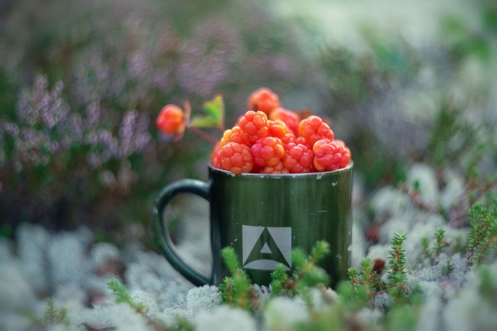 Арктическая малина