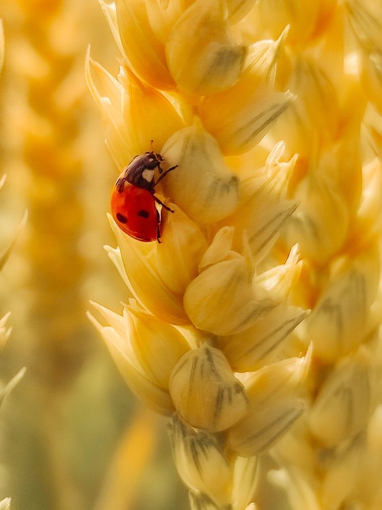 Photograph by Márió Ɵrsós