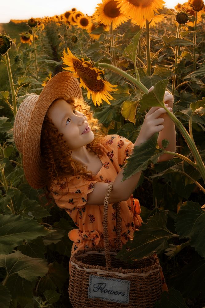 Подсолнухи