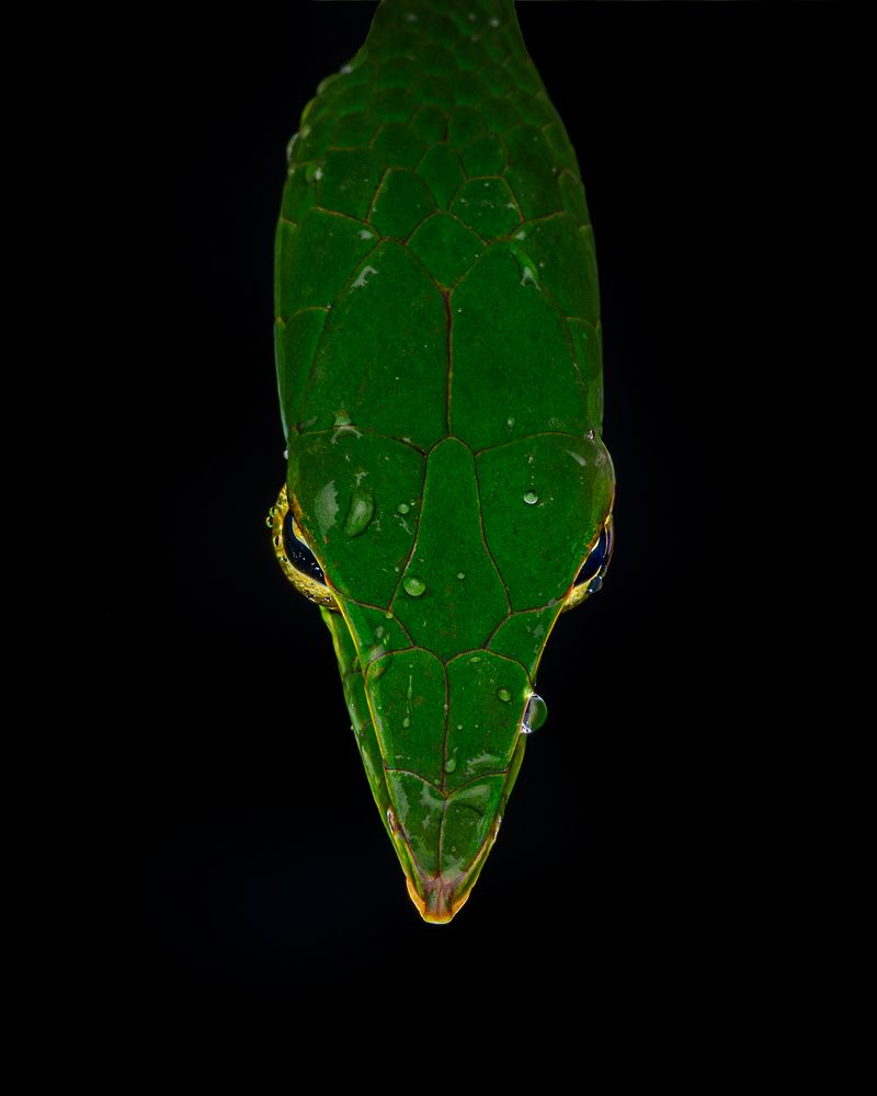 bright yellow in the rainy monsoon and dark forest