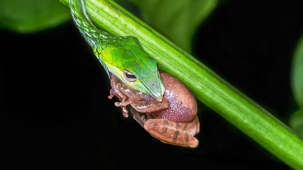 Photograph by ashok manjanath