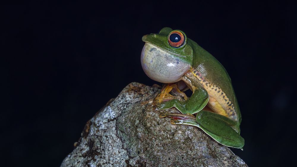 Photograph by ashok manjanath