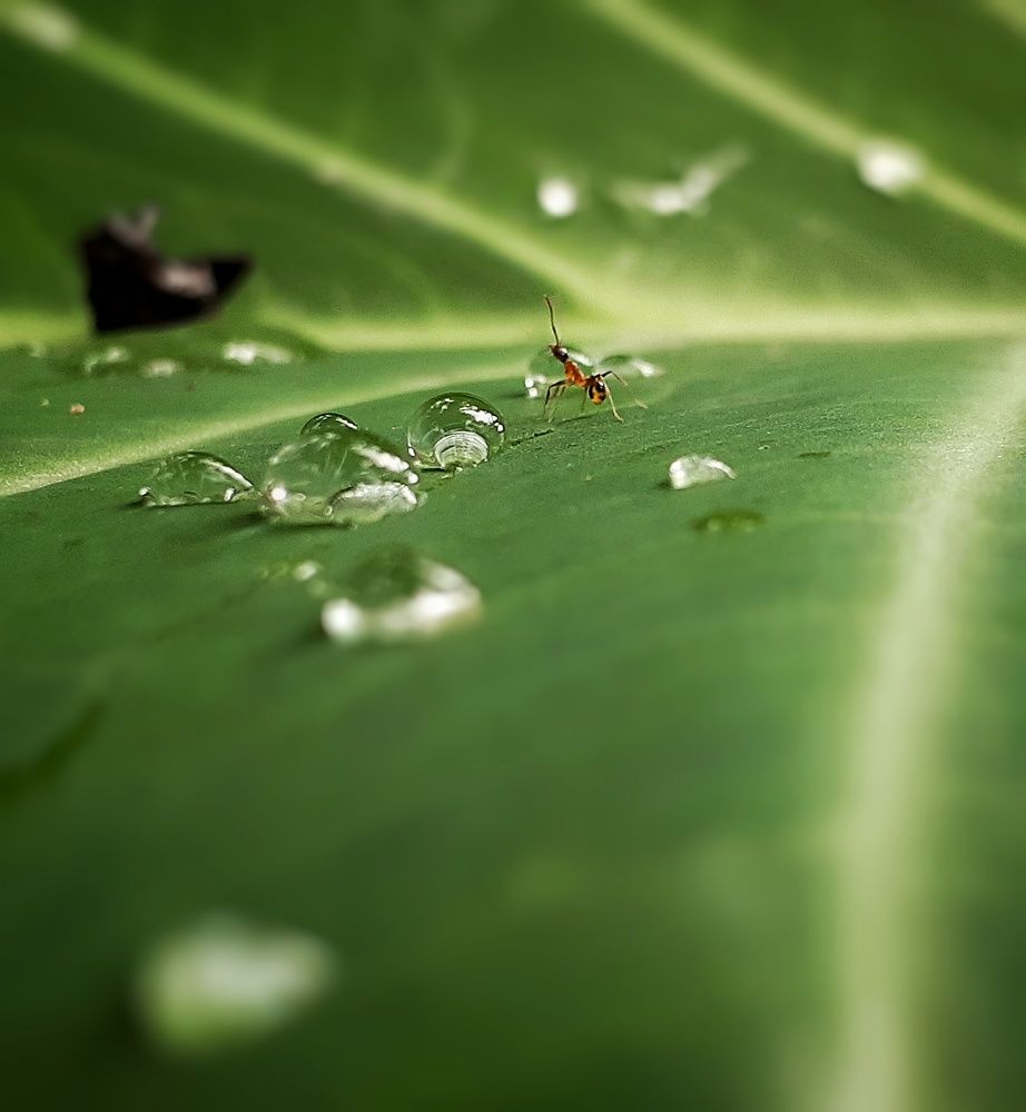 Photograph by Shamim T. M.