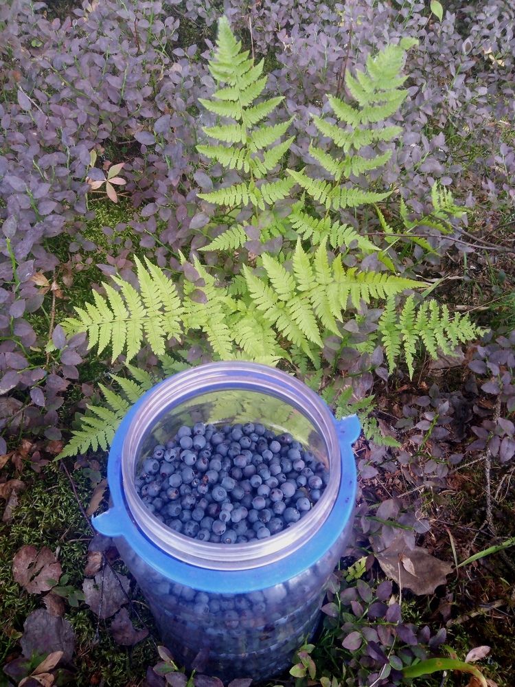 Photograph by Елена Малкова