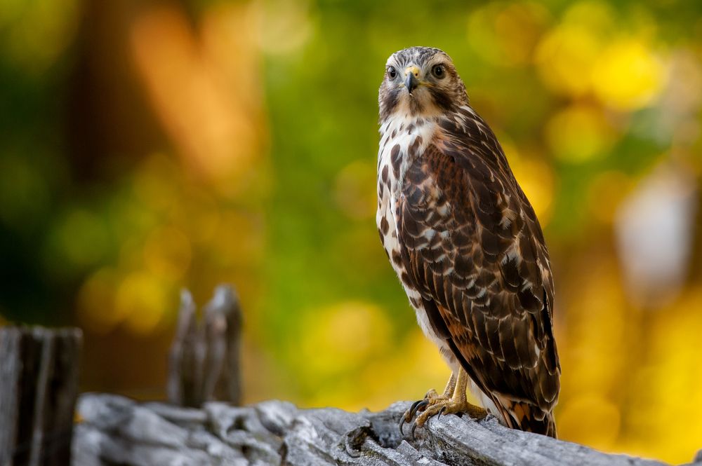 Red-shouldered hawk