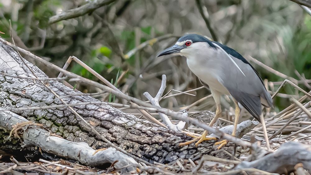 Кваква со свадебными эгретками - Heron with wedding egrettes