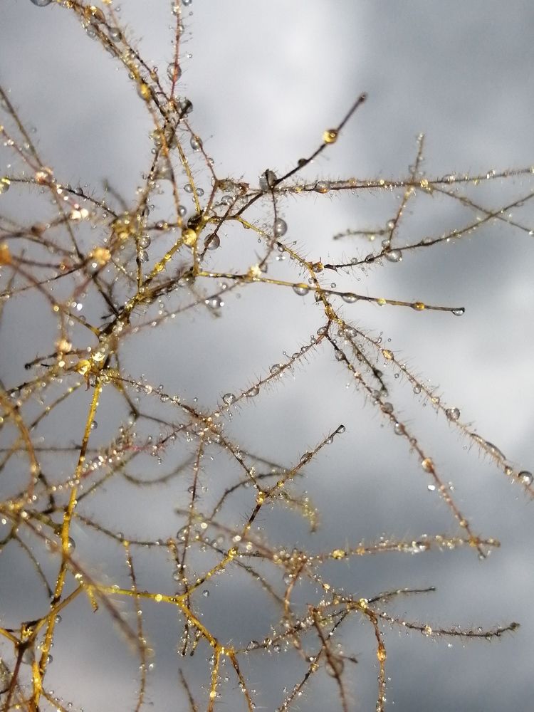 Photograph by Светлана Веселовская