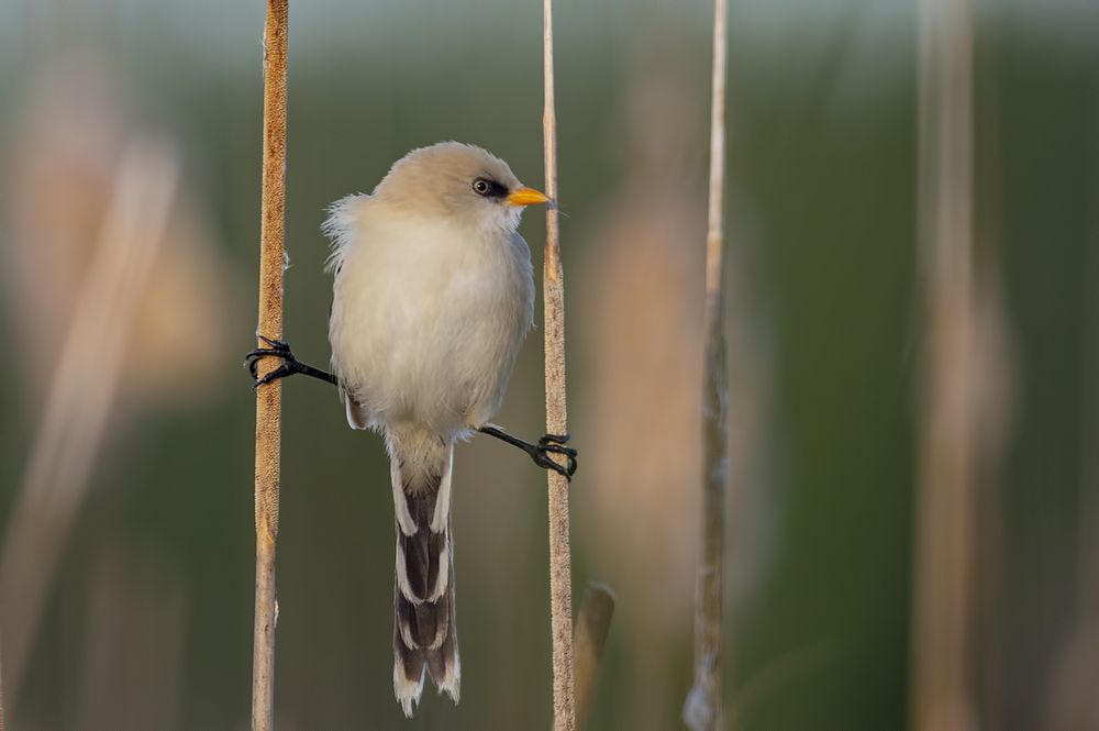 На шпагате среди тростников