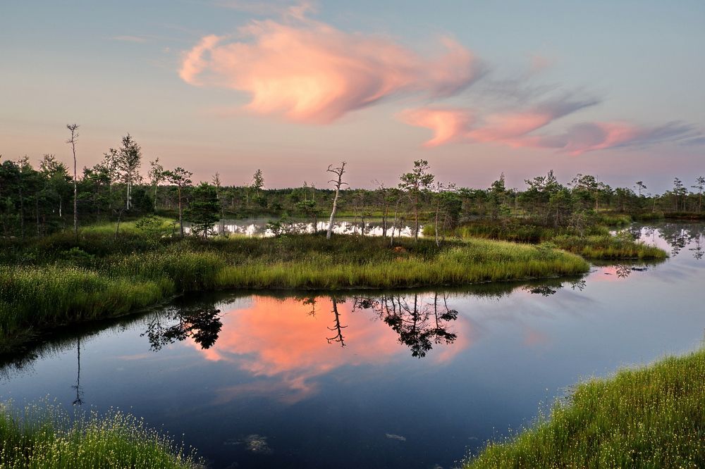 Kemeri swamp / Latvia