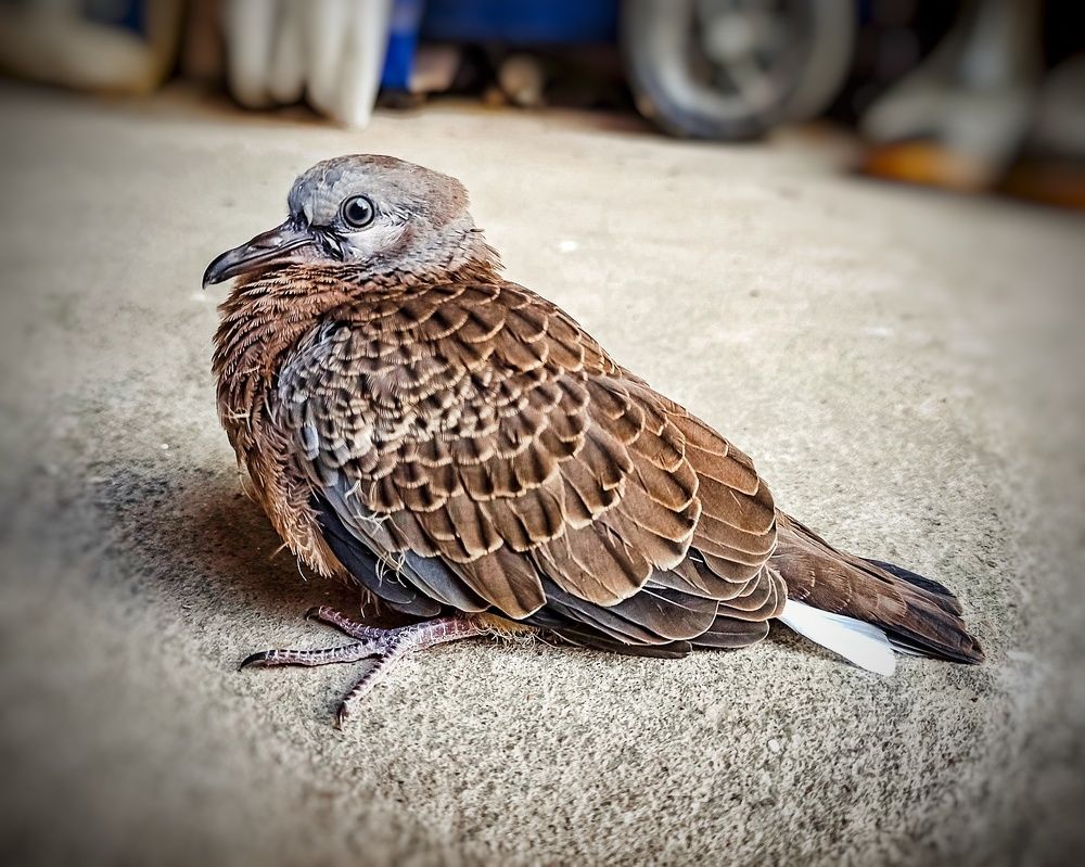 Photograph by San Yu Maung