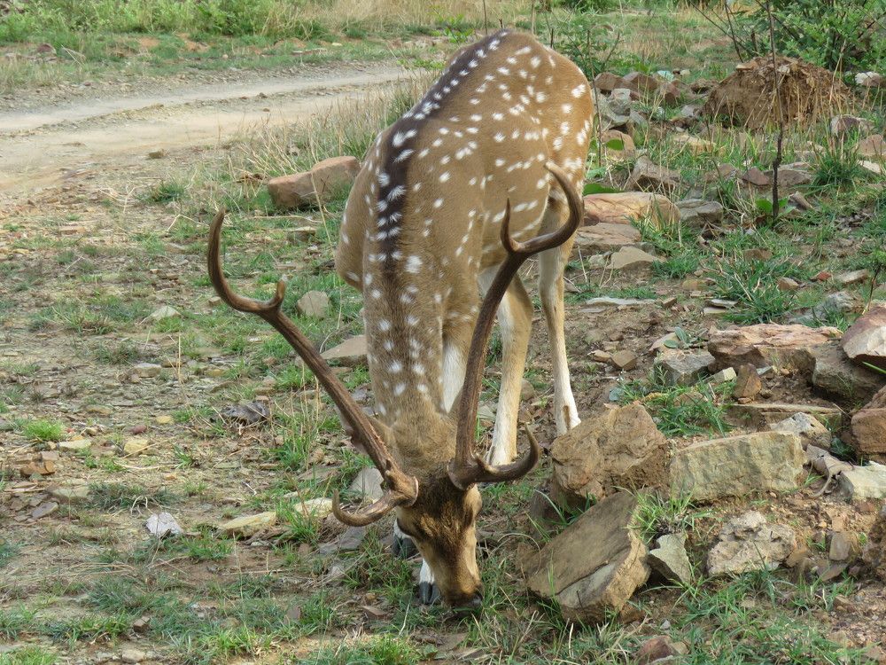 Photograph by ANISH BISWAS