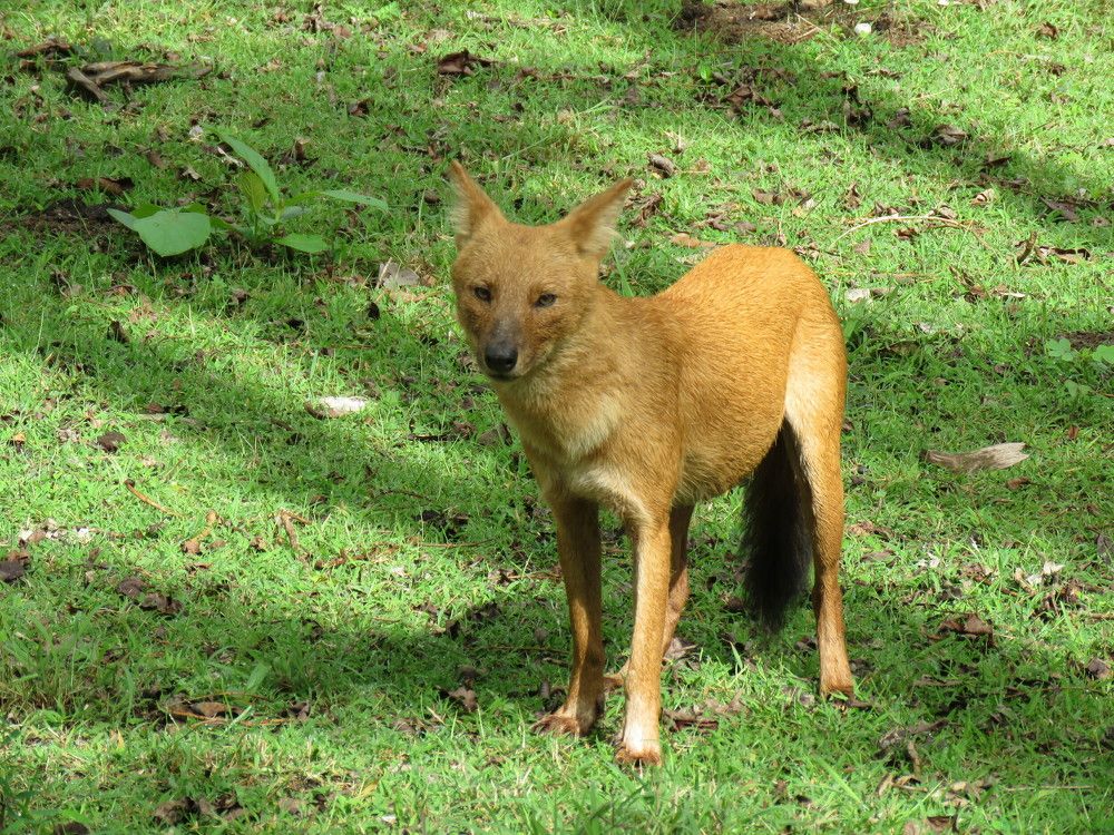 Friendly looking dhole