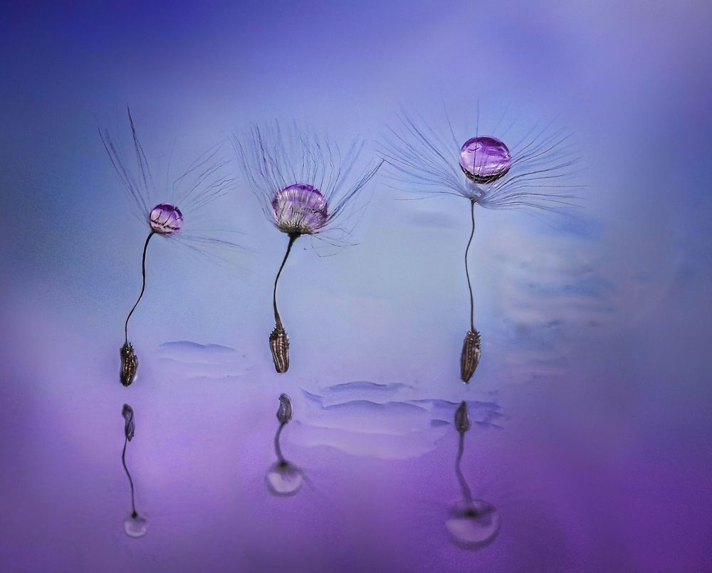 Пушинки и отражение