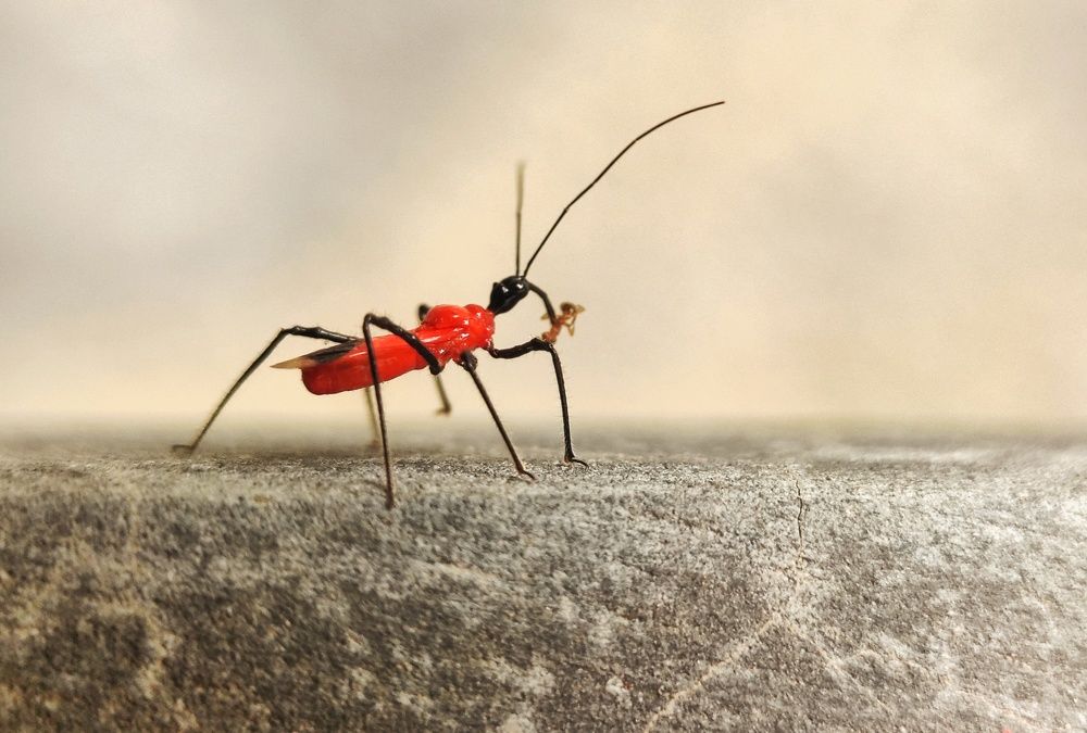 Photograph by Vivek Gogoi