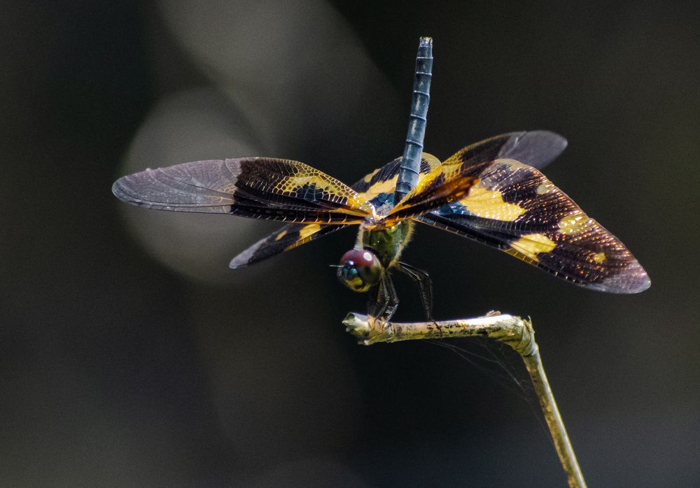 Photograph by Vivek Gogoi