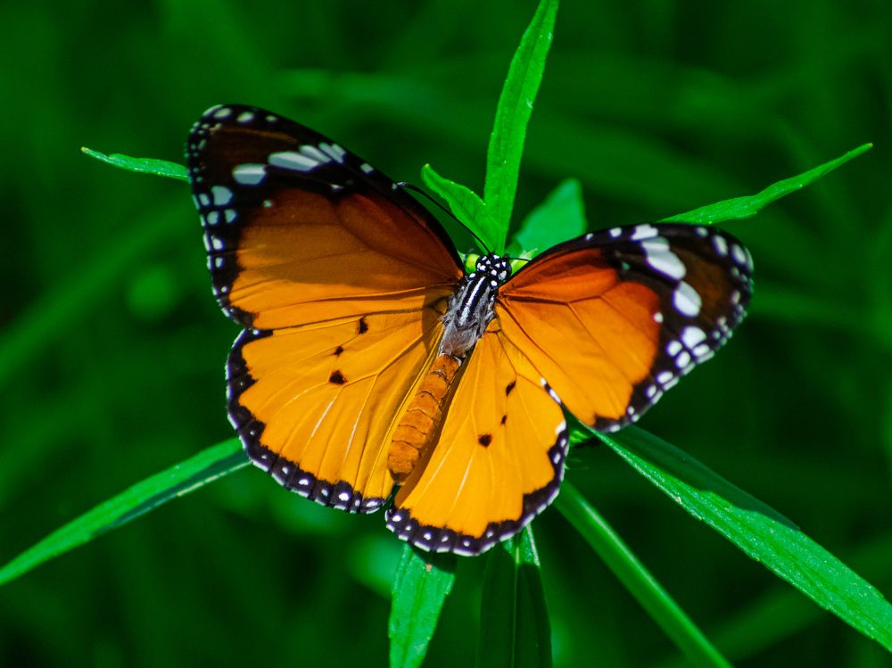 Photograph by Vivek Gogoi