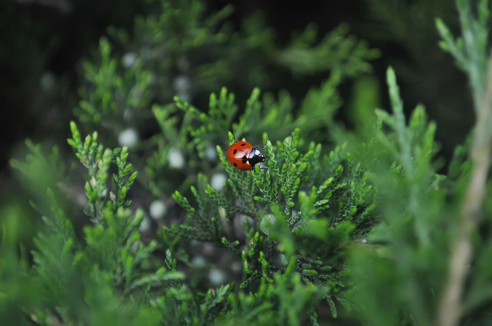 Photograph by Алёна Степанюк