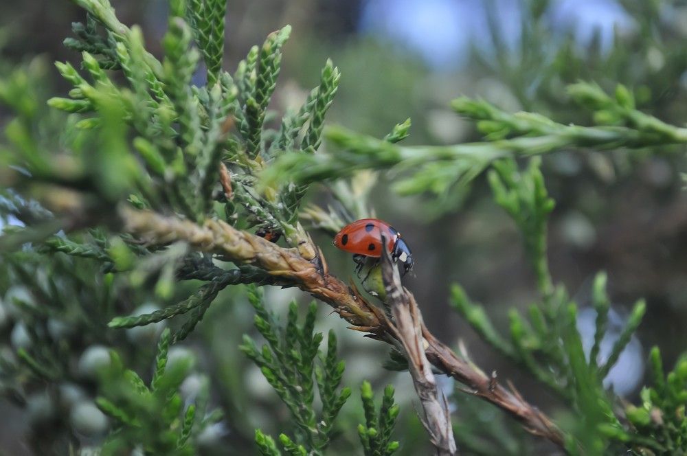 Photograph by Алёна Степанюк