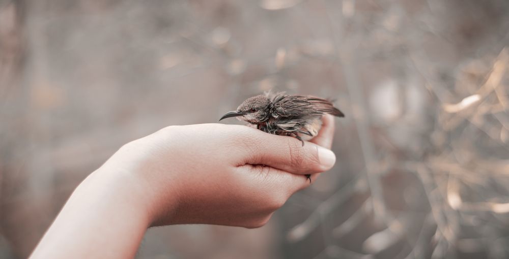 Photograph by Nilanka Amugoda Ruhunage