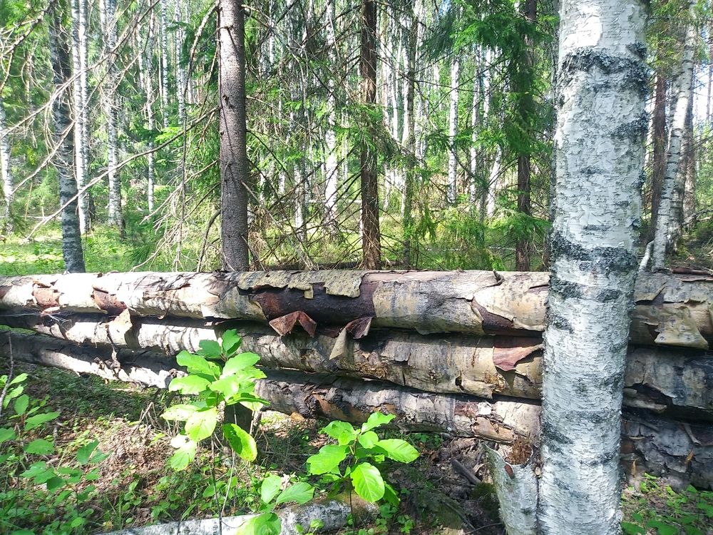 Photograph by Инна Голубева