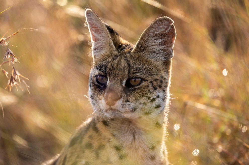 Golden serval