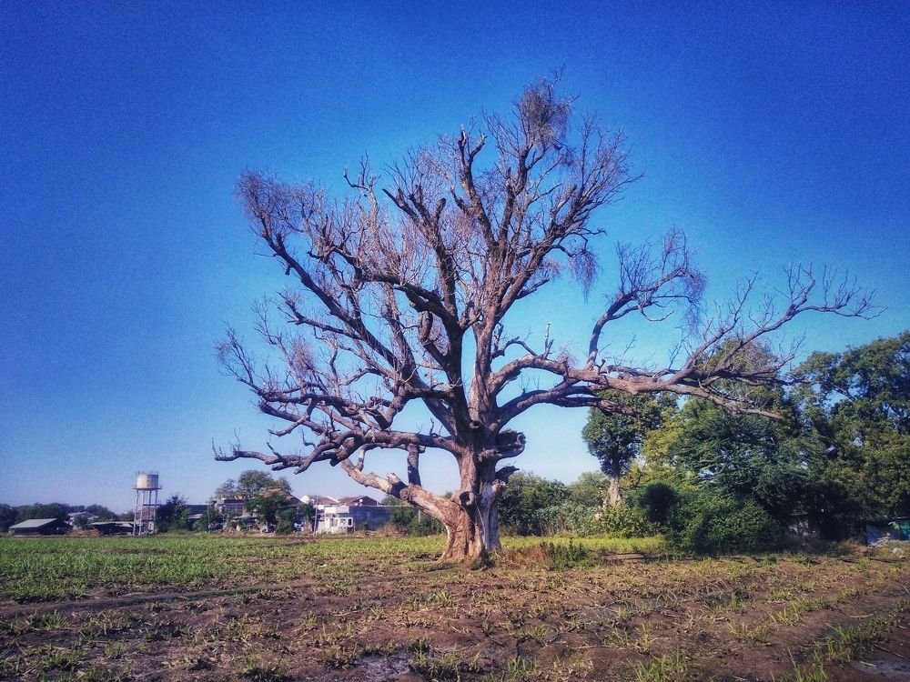 Photograph by Yogesh Nimse