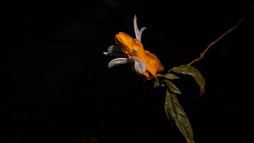 Photograph by Ron Joshua Robea