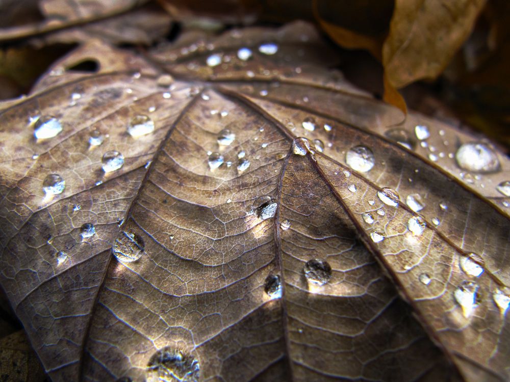 Блеск капелек на мертвом листе