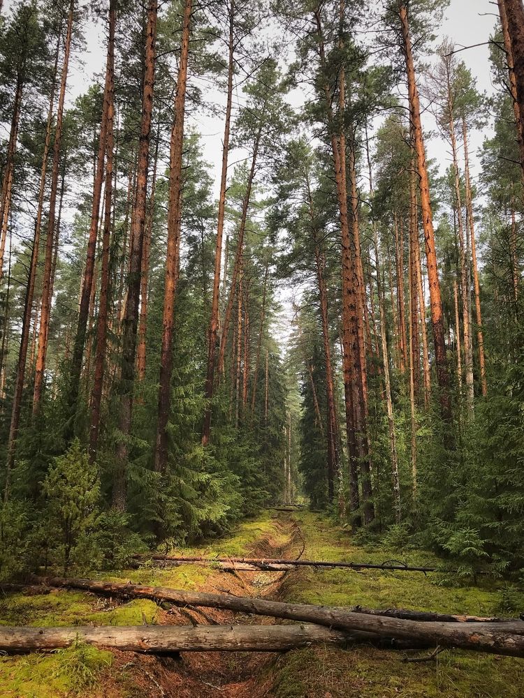 Русский лес.