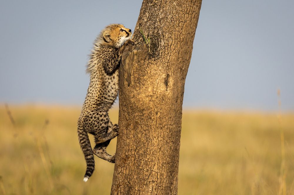 Climbing cheetah